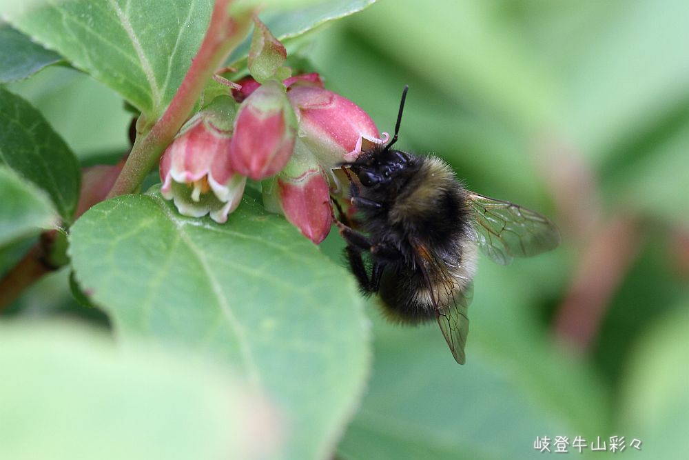 画像クリックで拡大、ふたたびクリックで元に戻ります。
