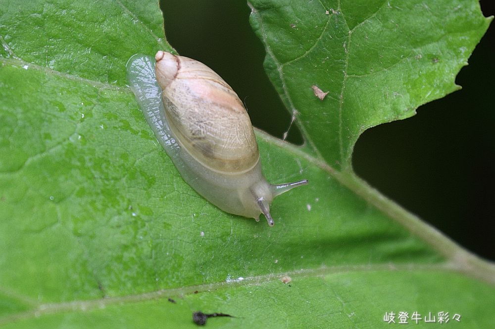 画像クリックで拡大、ふたたびクリックで元に戻ります。