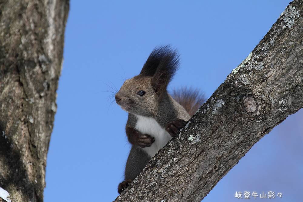 画像クリックで拡大、ふたたびクリックで元に戻ります。