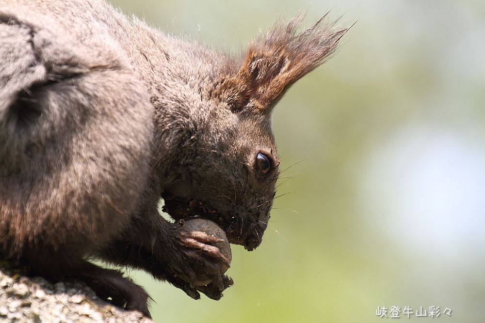 画像クリックで拡大、ふたたびクリックで元に戻ります。
