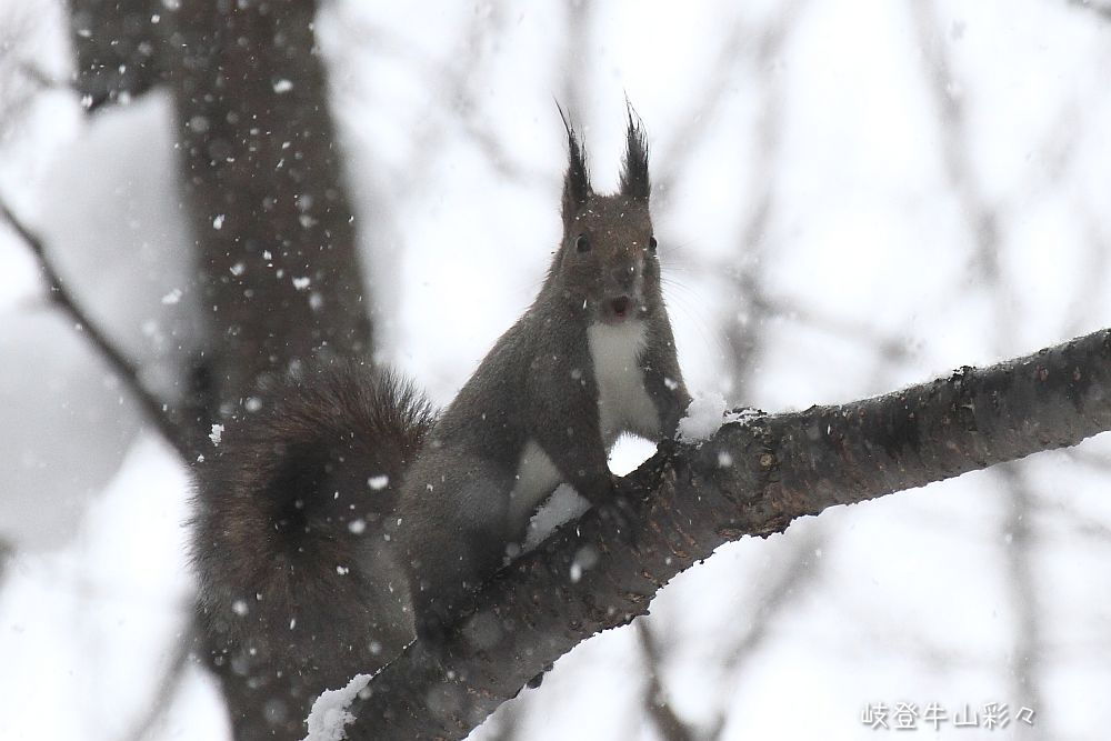 画像クリックで拡大、ふたたびクリックで元に戻ります。