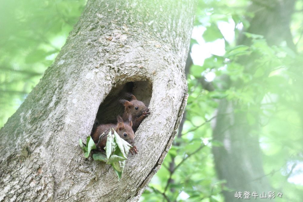 画像クリックで拡大、ふたたびクリックで元に戻ります。