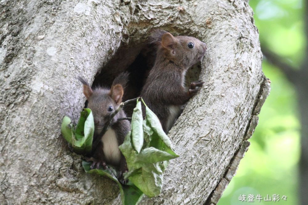 画像クリックで拡大、ふたたびクリックで元に戻ります。