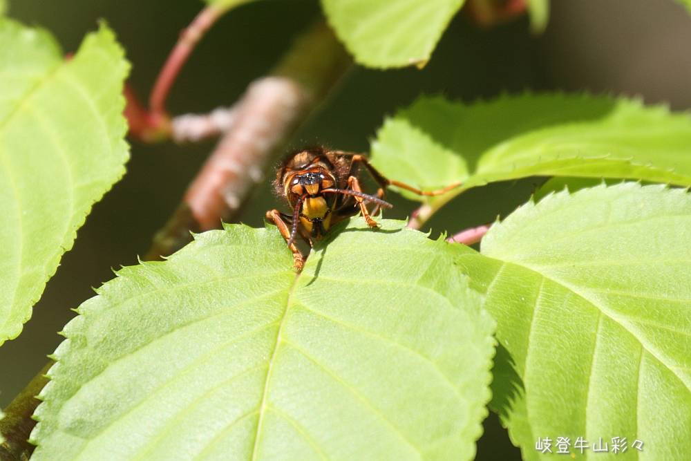 画像クリックで拡大、ふたたびクリックで元に戻ります。