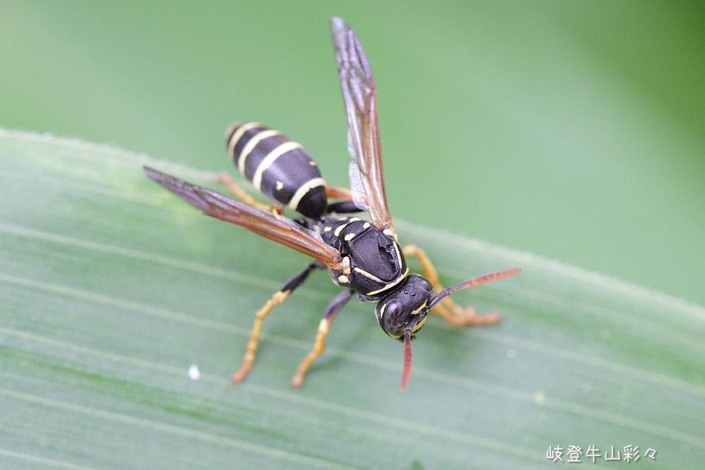 画像クリックで拡大、ふたたびクリックで元に戻ります。
