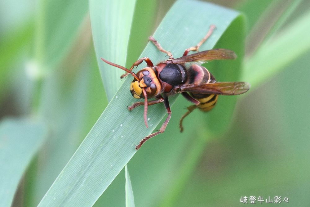 画像クリックで拡大、ふたたびクリックで元に戻ります。