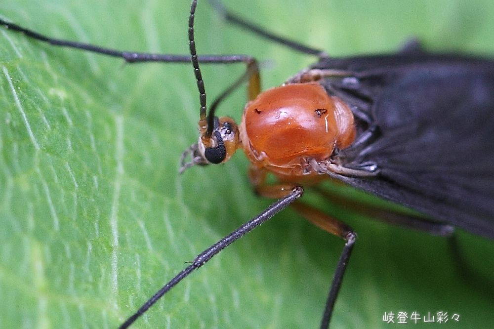 画像クリックで拡大、ふたたびクリックで元に戻ります。