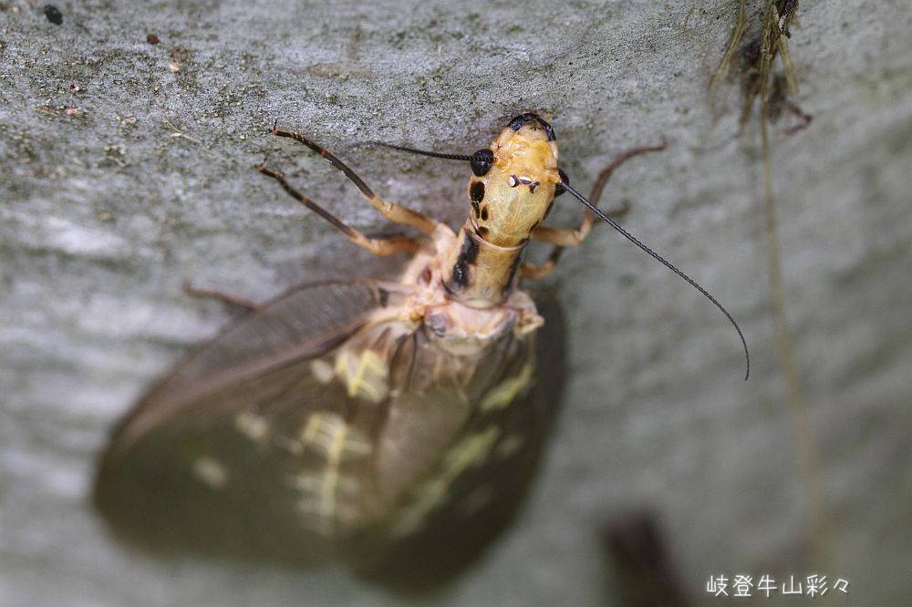 画像クリックで拡大、ふたたびクリックで元に戻ります。