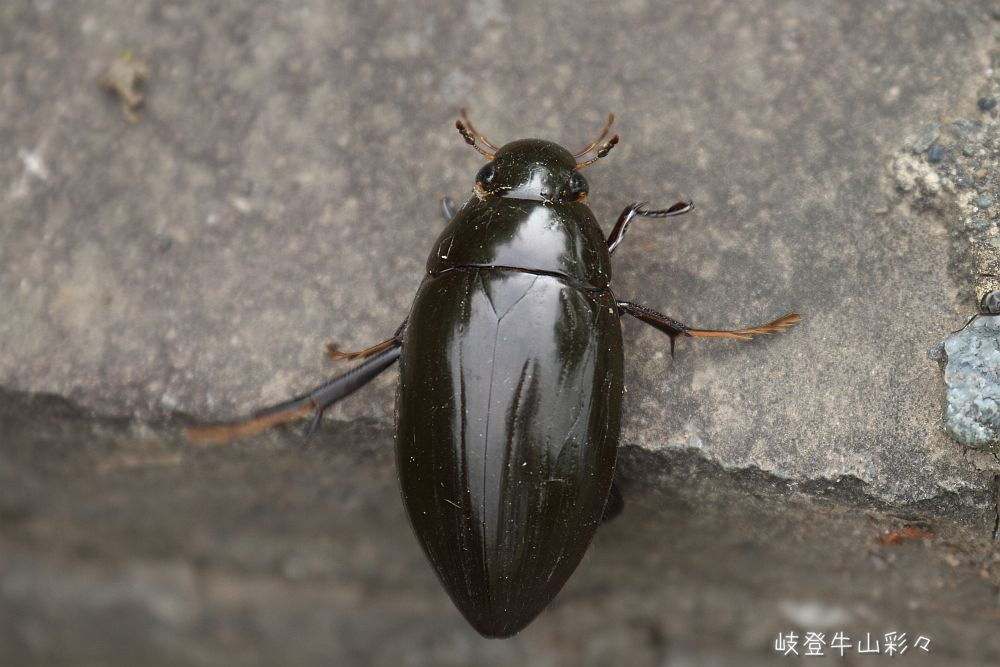 画像クリックで拡大、ふたたびクリックで元に戻ります。