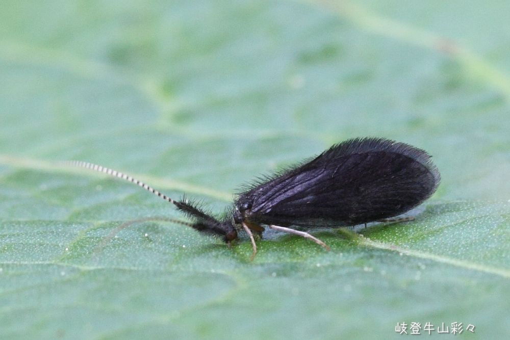 画像クリックで拡大、ふたたびクリックで元に戻ります。