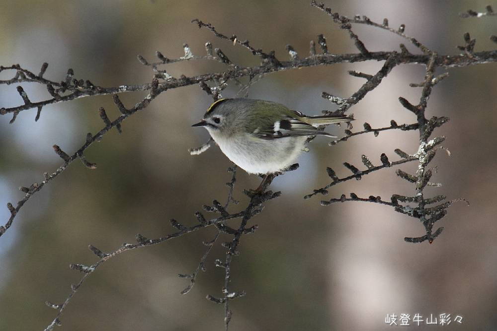 画像クリックで拡大、ふたたびクリックで元に戻ります。