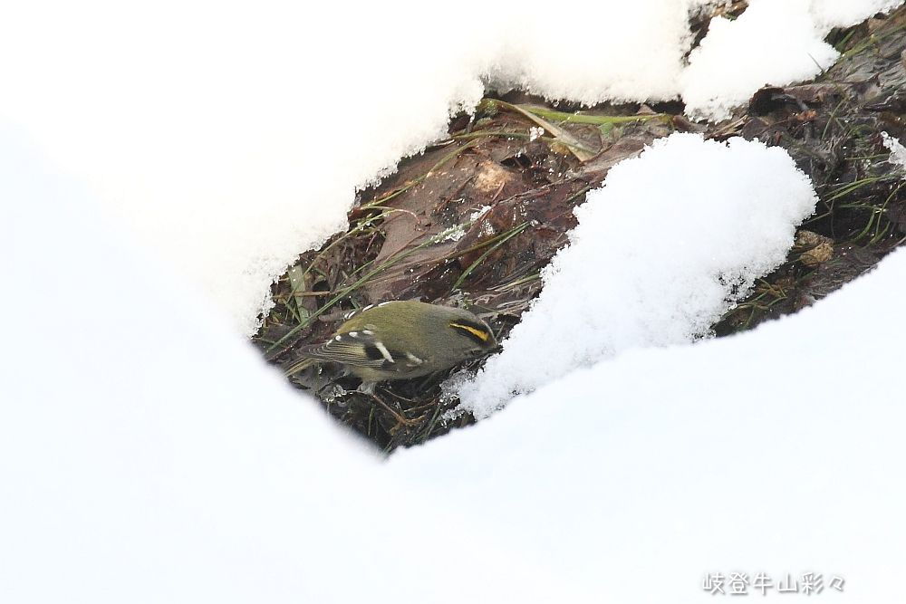 画像クリックで拡大、ふたたびクリックで元に戻ります。