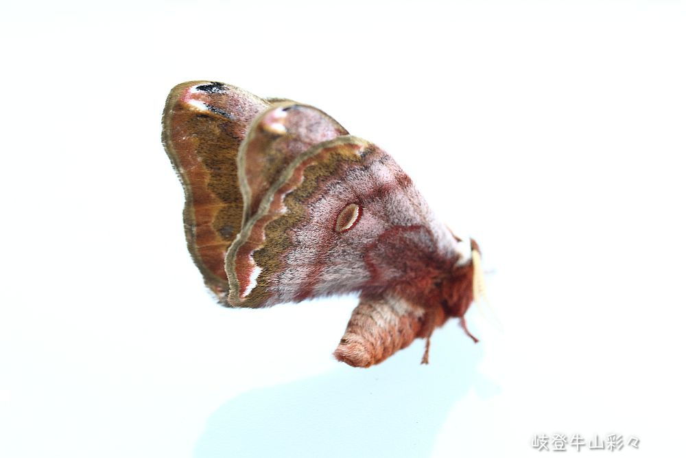 画像クリックで拡大、ふたたびクリックで元に戻ります。