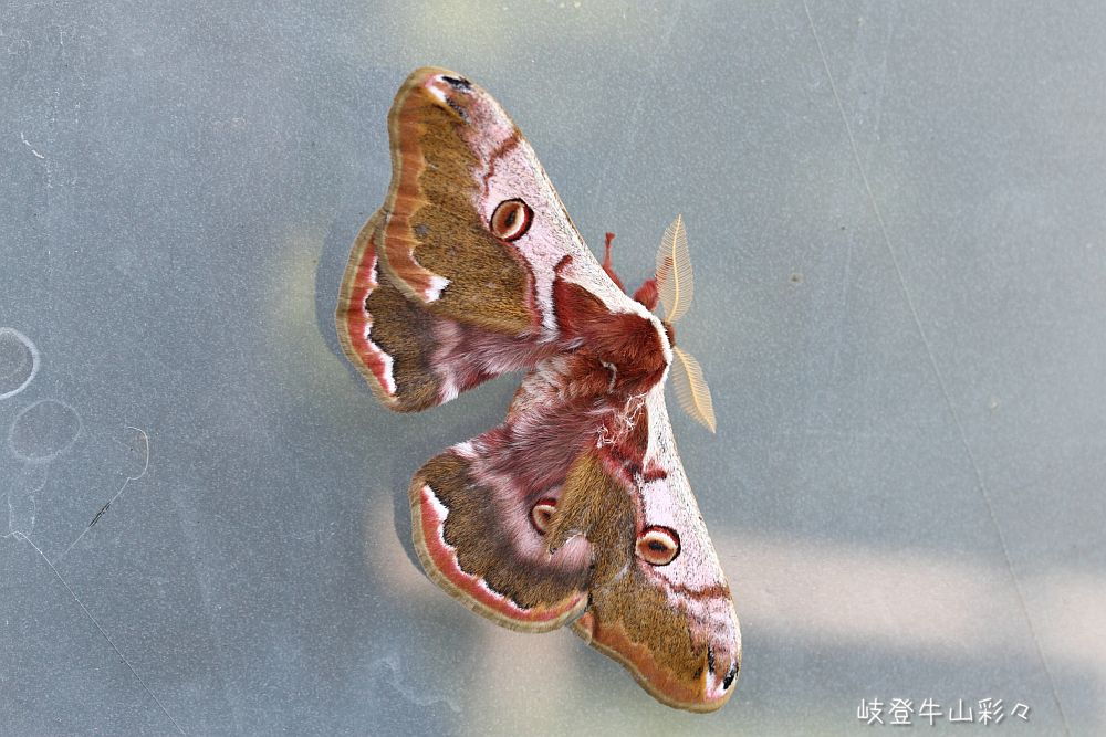 画像クリックで拡大、ふたたびクリックで元に戻ります。