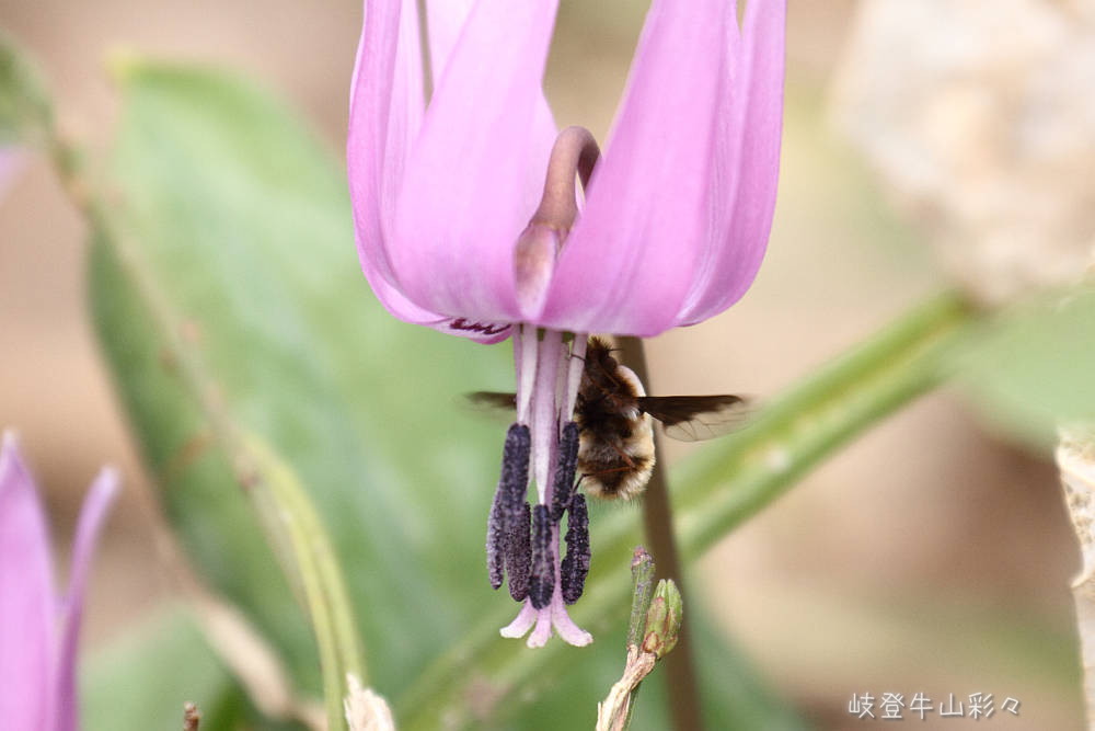 画像クリックで拡大、ふたたびクリックで元に戻ります。