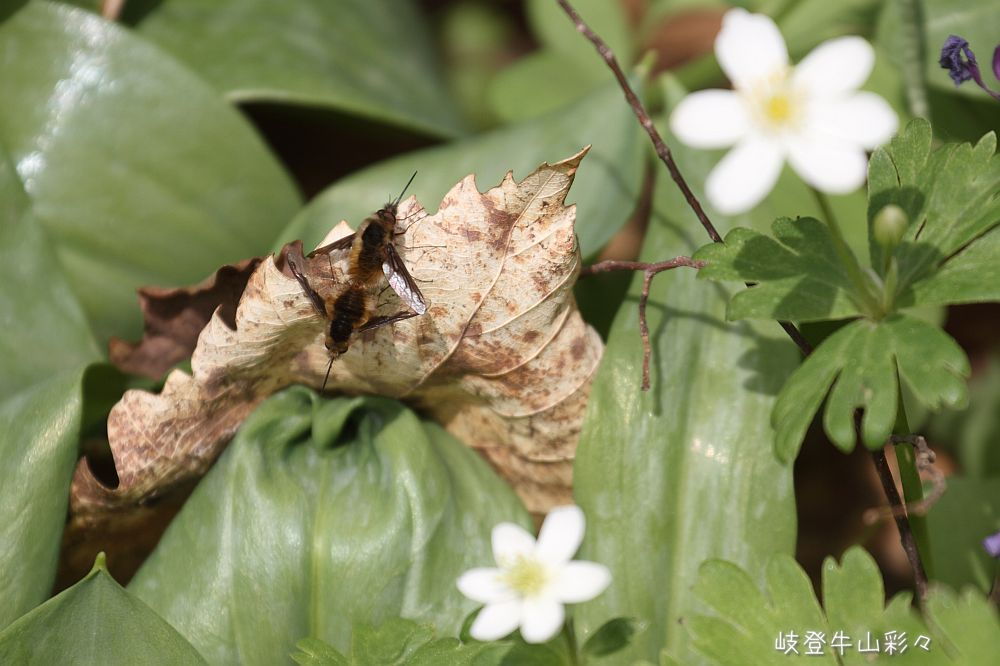 画像クリックで拡大、ふたたびクリックで元に戻ります。
