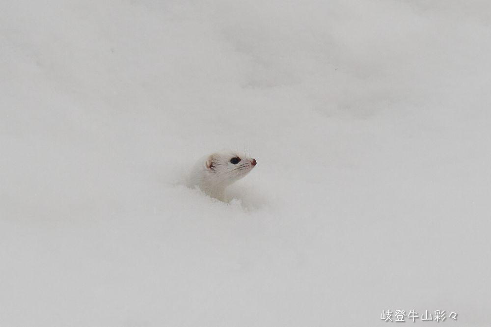 画像クリックで拡大、ふたたびクリックで元に戻ります。