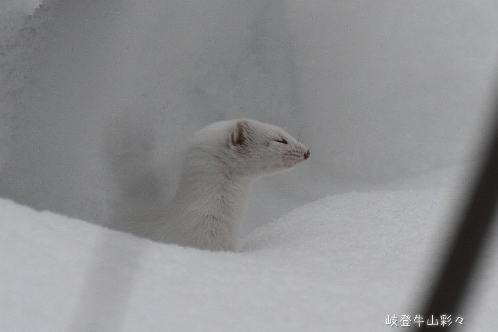 画像クリックで拡大、ふたたびクリックで元に戻ります。