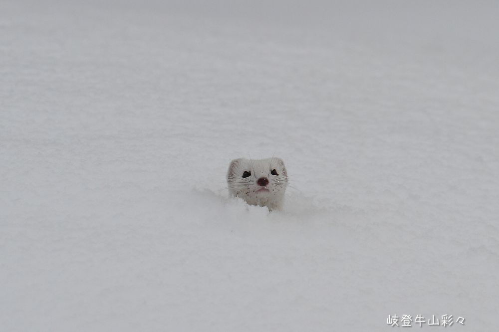 画像クリックで拡大、ふたたびクリックで元に戻ります。