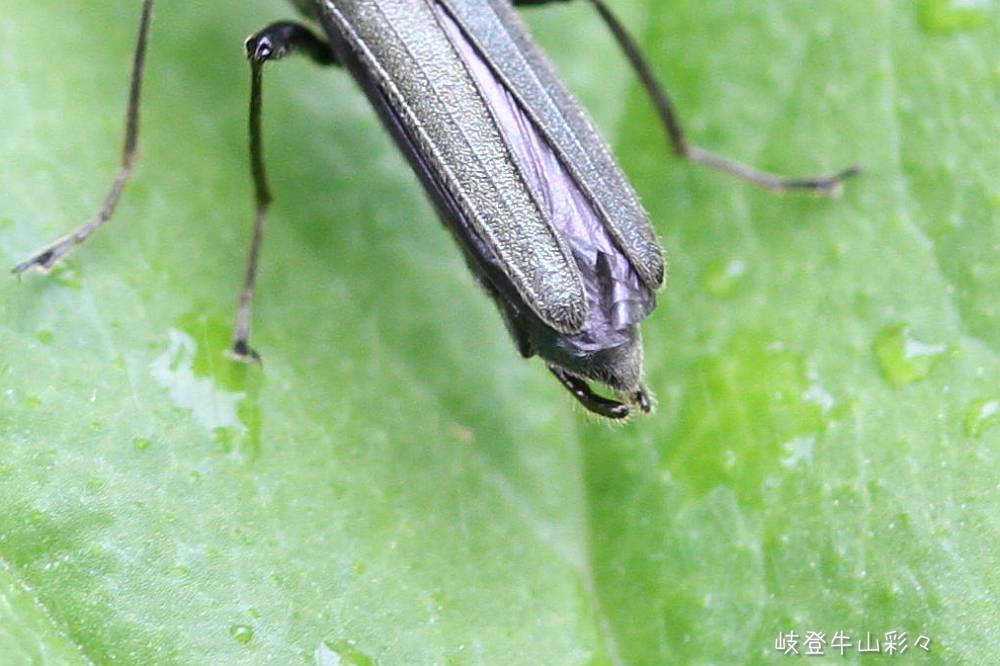 画像クリックで拡大、ふたたびクリックで元に戻ります。