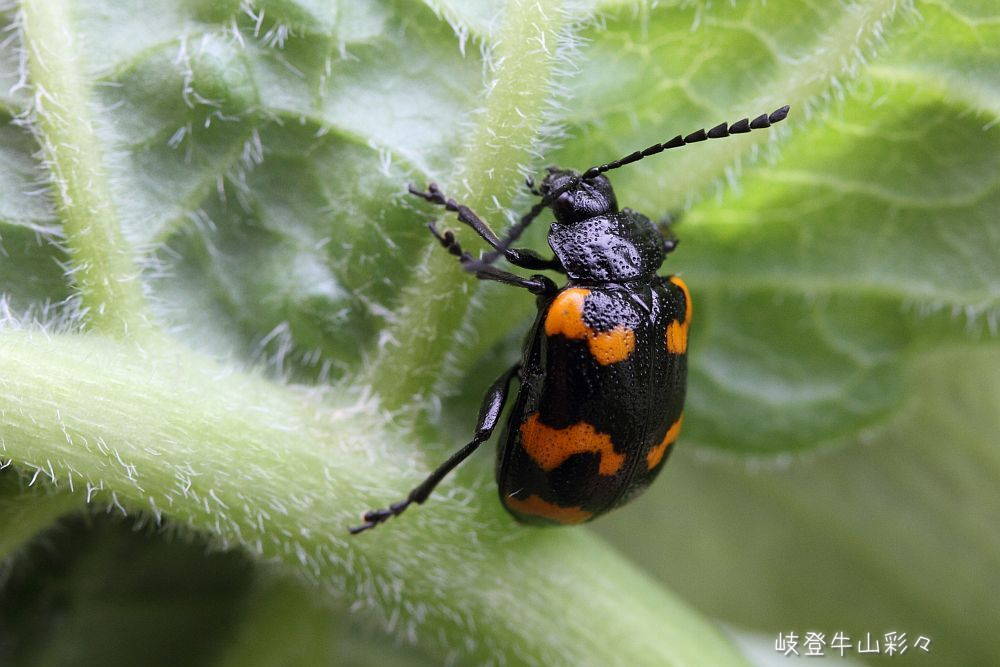 画像クリックで拡大、ふたたびクリックで元に戻ります。