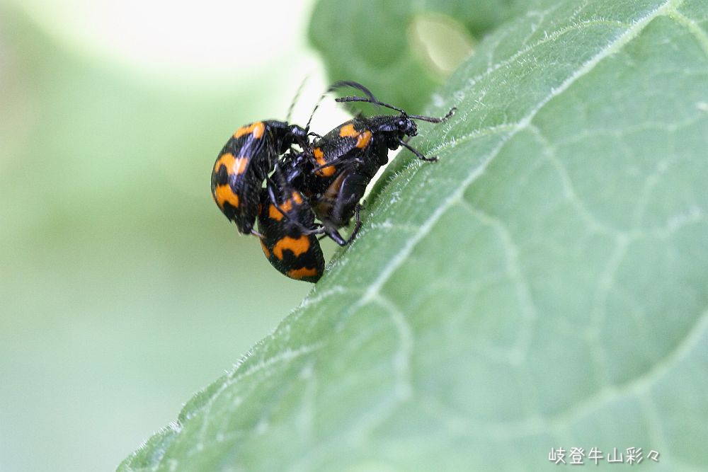 画像クリックで拡大、ふたたびクリックで元に戻ります。