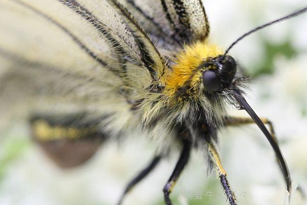 ギフ、ヒメギフチョウ＆ウスバ、ヒメウスバシロチョウセット　セット ギフチョウ-ヒメギフチョウ比較