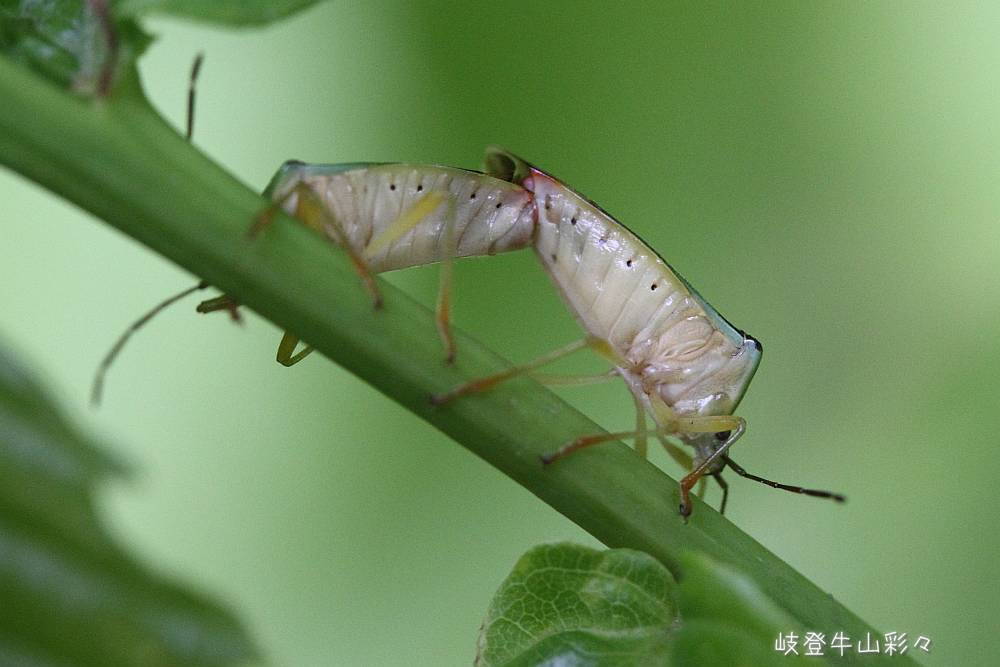 画像クリックで拡大、ふたたびクリックで元に戻ります。