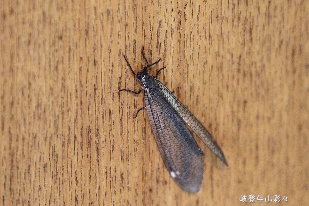 カゲロウ サクラカラー カゲロウプロジェクト 春 - 月乃のイラスト - pixiv