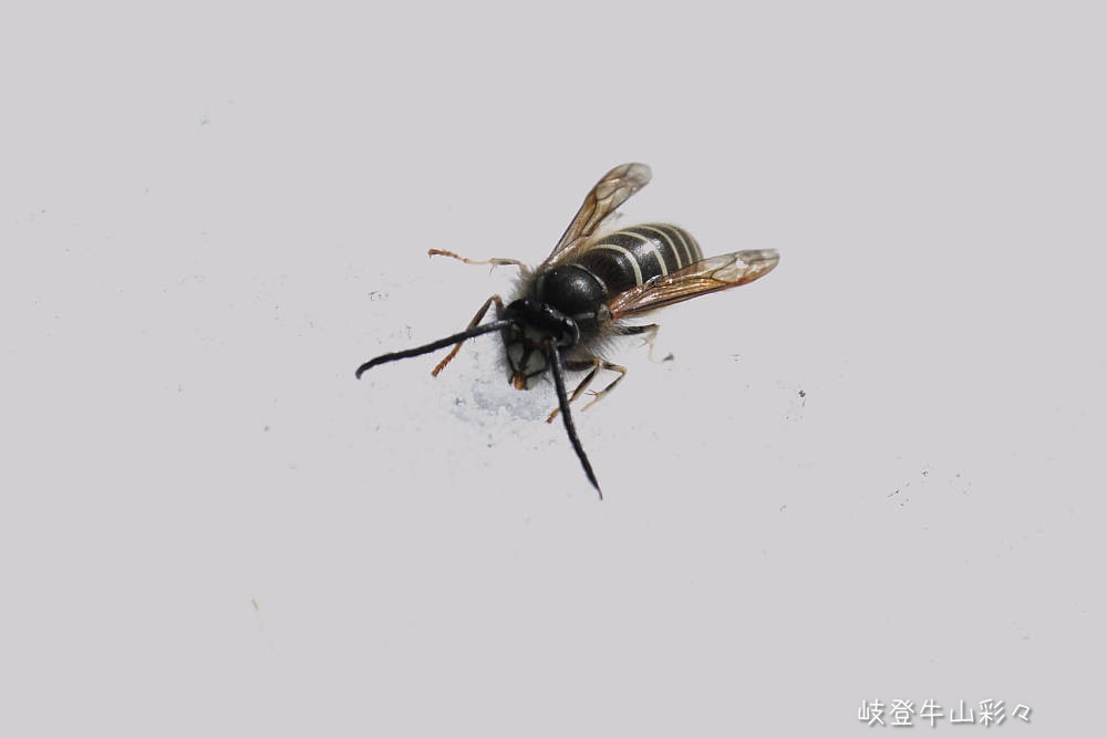 画像クリックで拡大、ふたたびクリックで元に戻ります。