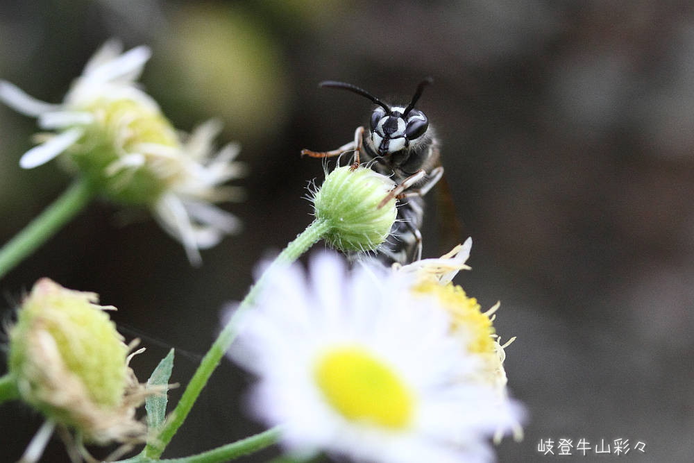 画像クリックで拡大、ふたたびクリックで元に戻ります。