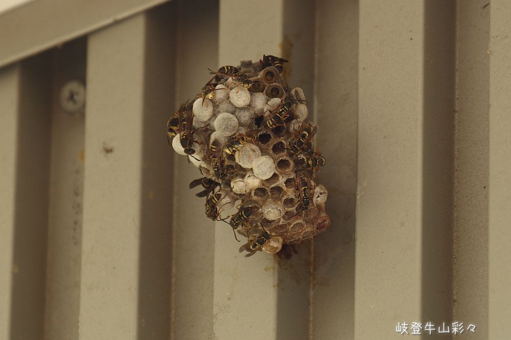 画像クリックで拡大、ふたたびクリックで元に戻ります。