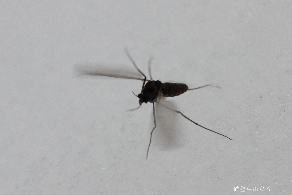 画像クリックで拡大、ふたたびクリックで元に戻ります。