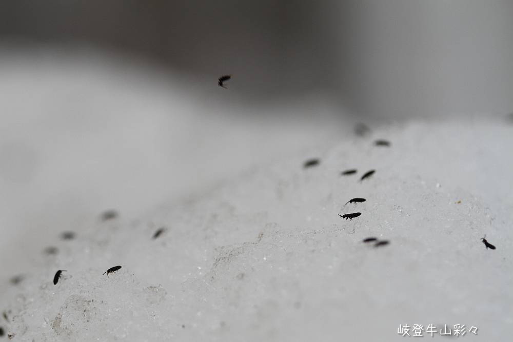 画像クリックで拡大、ふたたびクリックで元に戻ります。