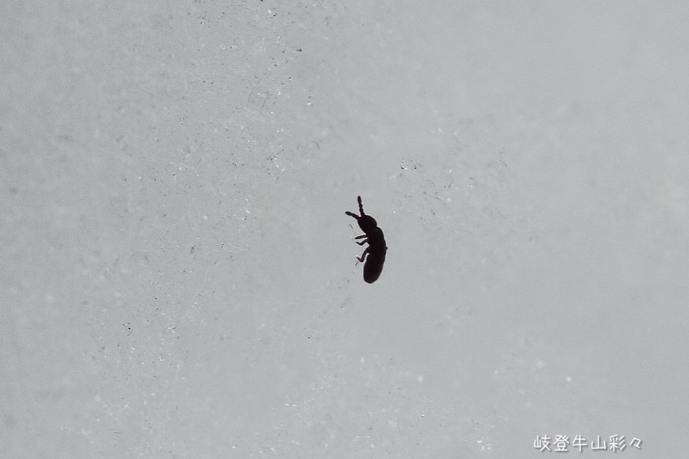 画像クリックで拡大、ふたたびクリックで元に戻ります。