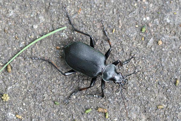 マダガスカルのカタビロオサムシ オサムシを攻める 昆虫用品