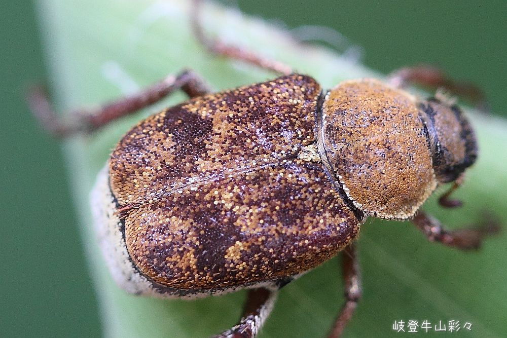 画像クリックで拡大、ふたたびクリックで元に戻ります。