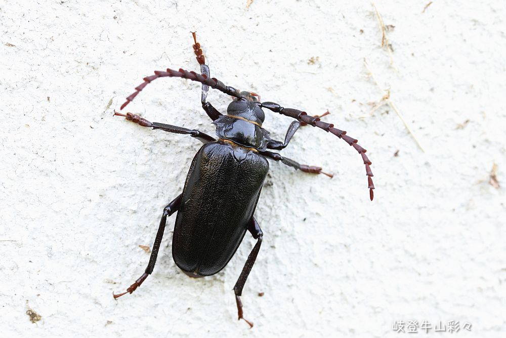 画像クリックで拡大、ふたたびクリックで元に戻ります。
