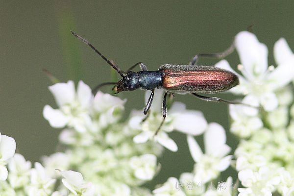 昆虫標本　ムネスジフトカミキリモドキ スジカミキリモドキ