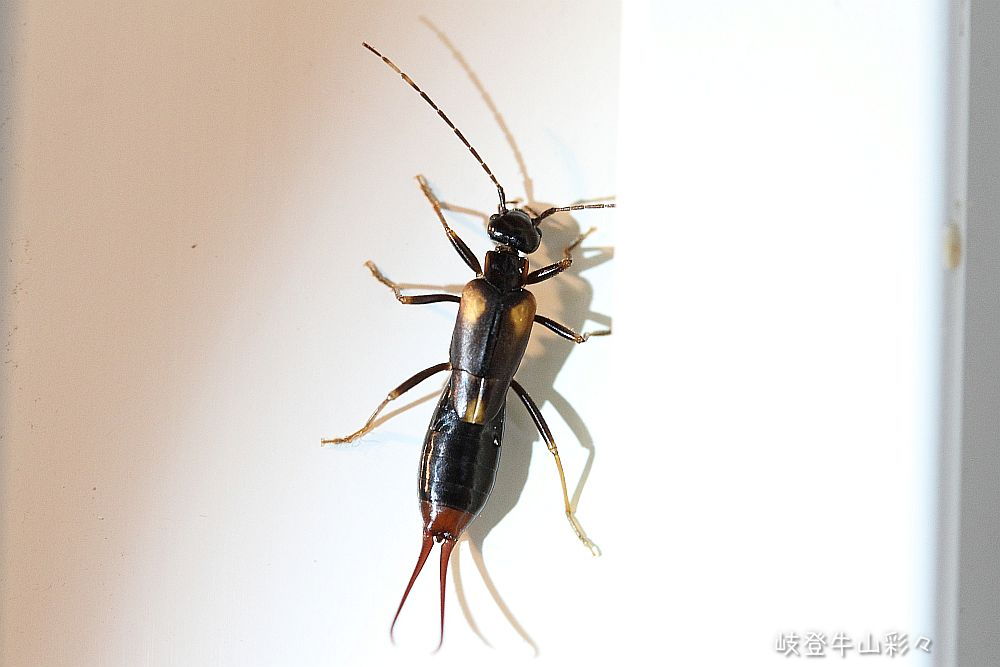 画像クリックで拡大、ふたたびクリックで元に戻ります。
