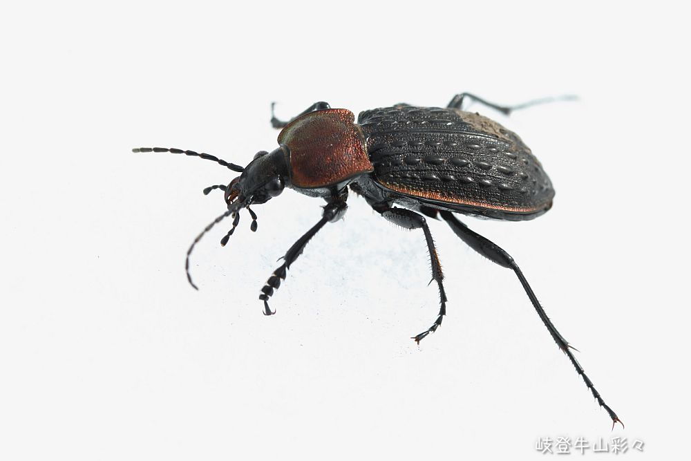 北海道生物図鑑「セダカオサムシ」