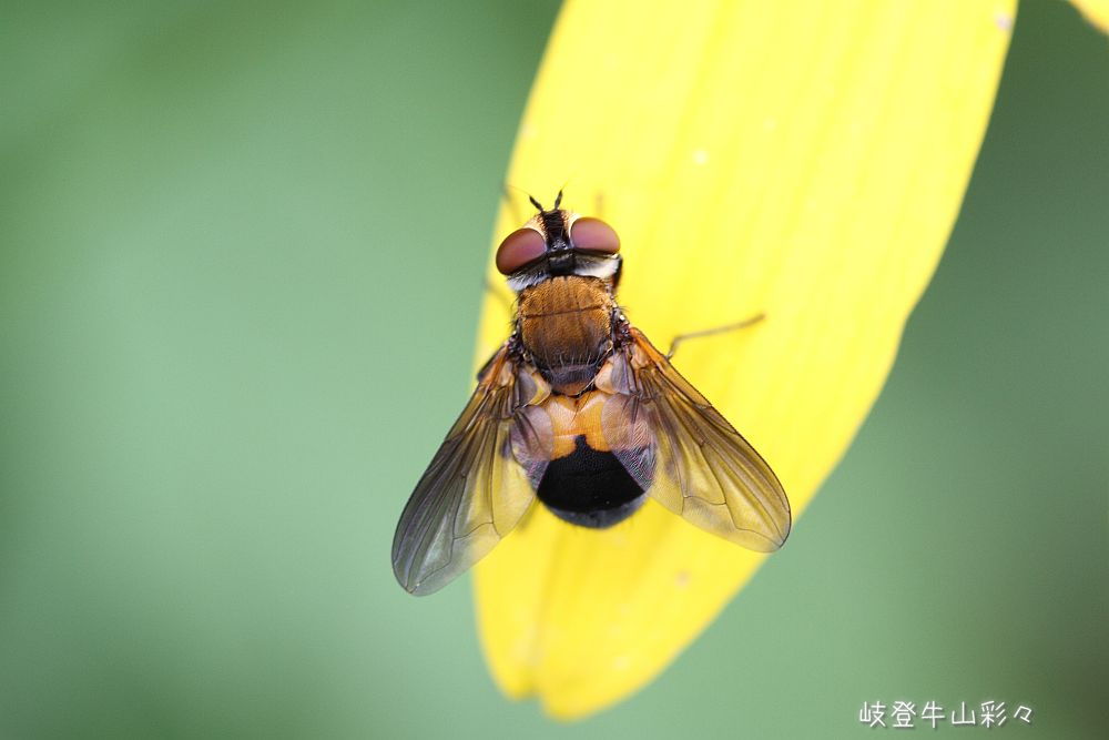 画像クリックで拡大、ふたたびクリックで元に戻ります。