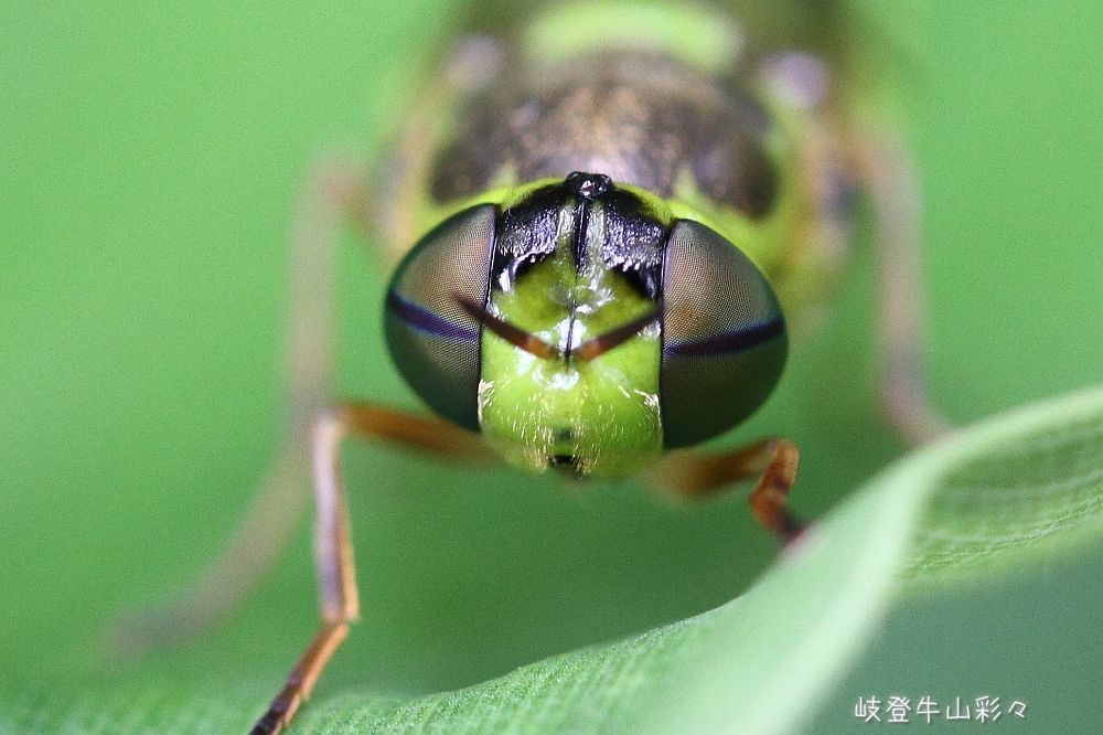 画像クリックで拡大、ふたたびクリックで元に戻ります。