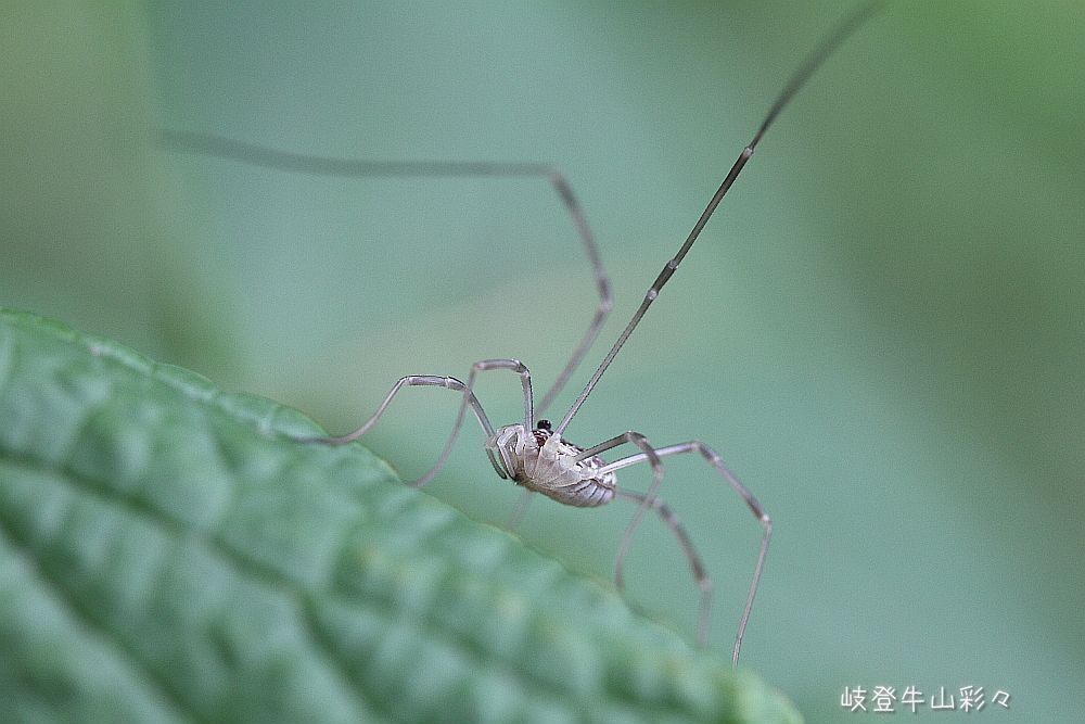 画像クリックで拡大、ふたたびクリックで元に戻ります。