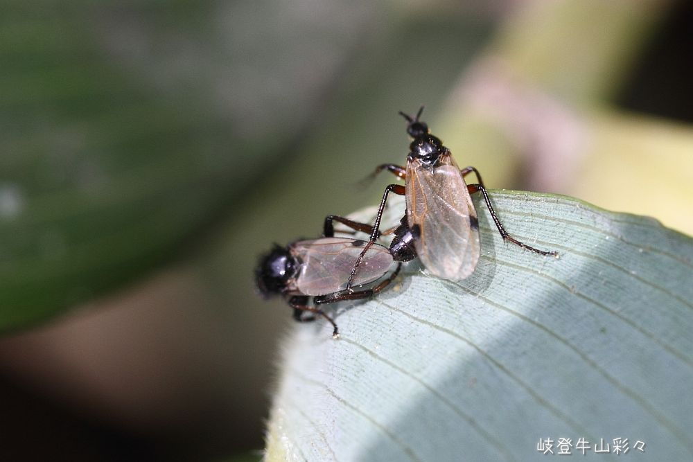 画像クリックで拡大、ふたたびクリックで元に戻ります。