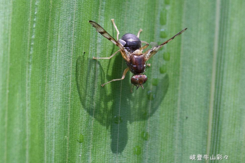 画像クリックで拡大、ふたたびクリックで元に戻ります。
