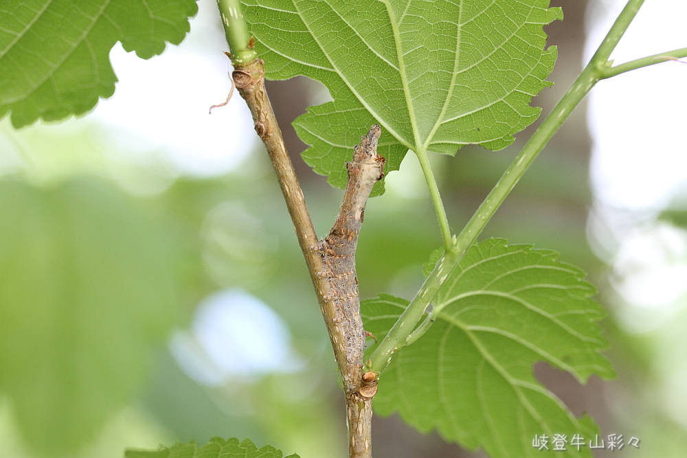 画像クリックで拡大、ふたたびクリックで元に戻ります。