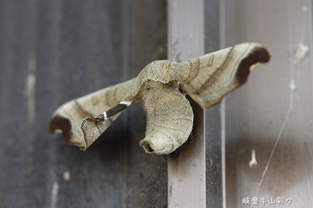 画像クリックで拡大、ふたたびクリックで元に戻ります。