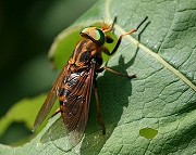アカウシアブ