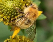 エゾトラマルハナバチ